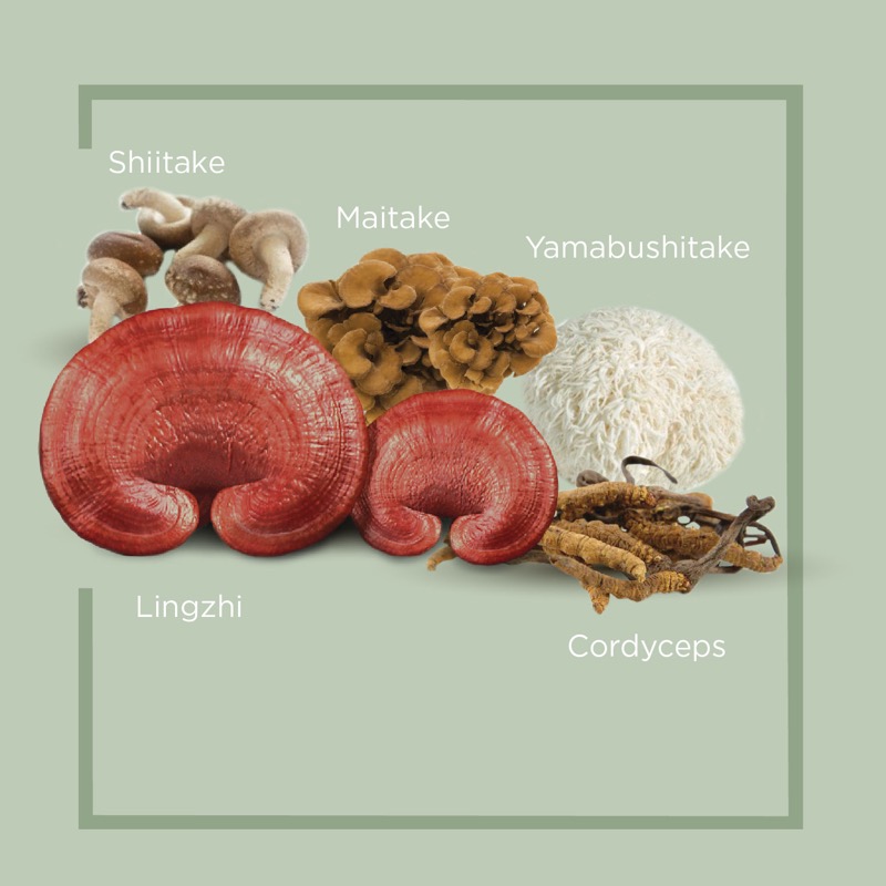 Mushroom Extract with Beta Glucan