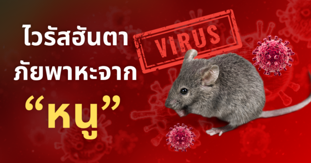 "ไวรัสฮันตา" ภัยเงียบจากหนู ที่ควรรู้…แต่ไม่ต้องตื่นตระหนก